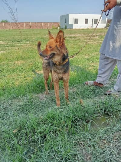female german shepherd