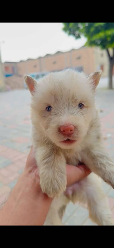 Husky Male and Female pupies