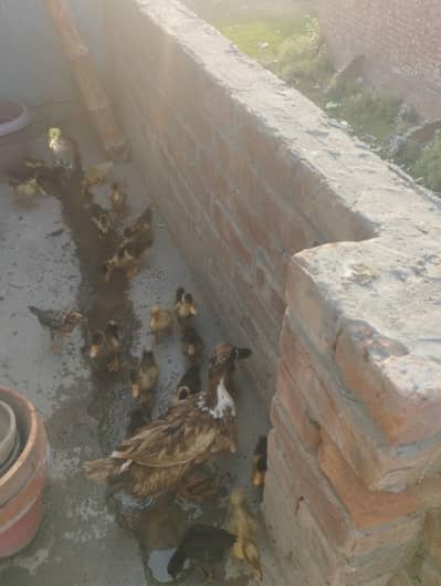 1 male or 3 female full healthy and active egg laying