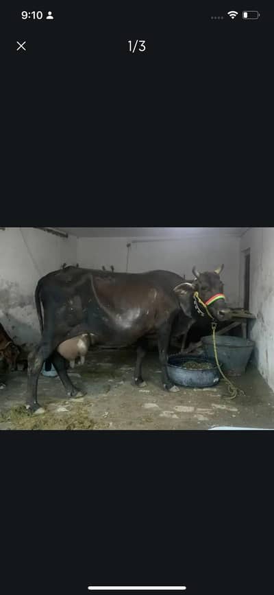 Jersey Sahiwal Cross Cow with male calf