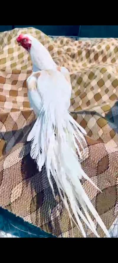 Indian parrot beak long tail