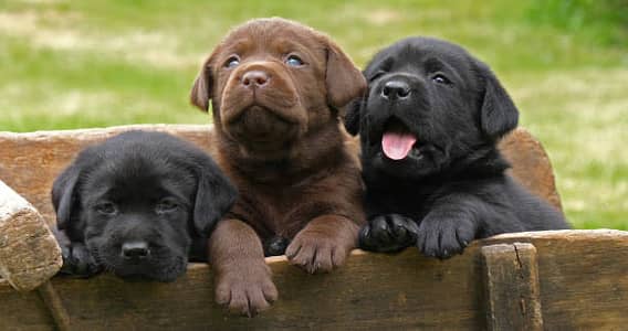 Super high Quality pups labra dogs are available Quality you can see