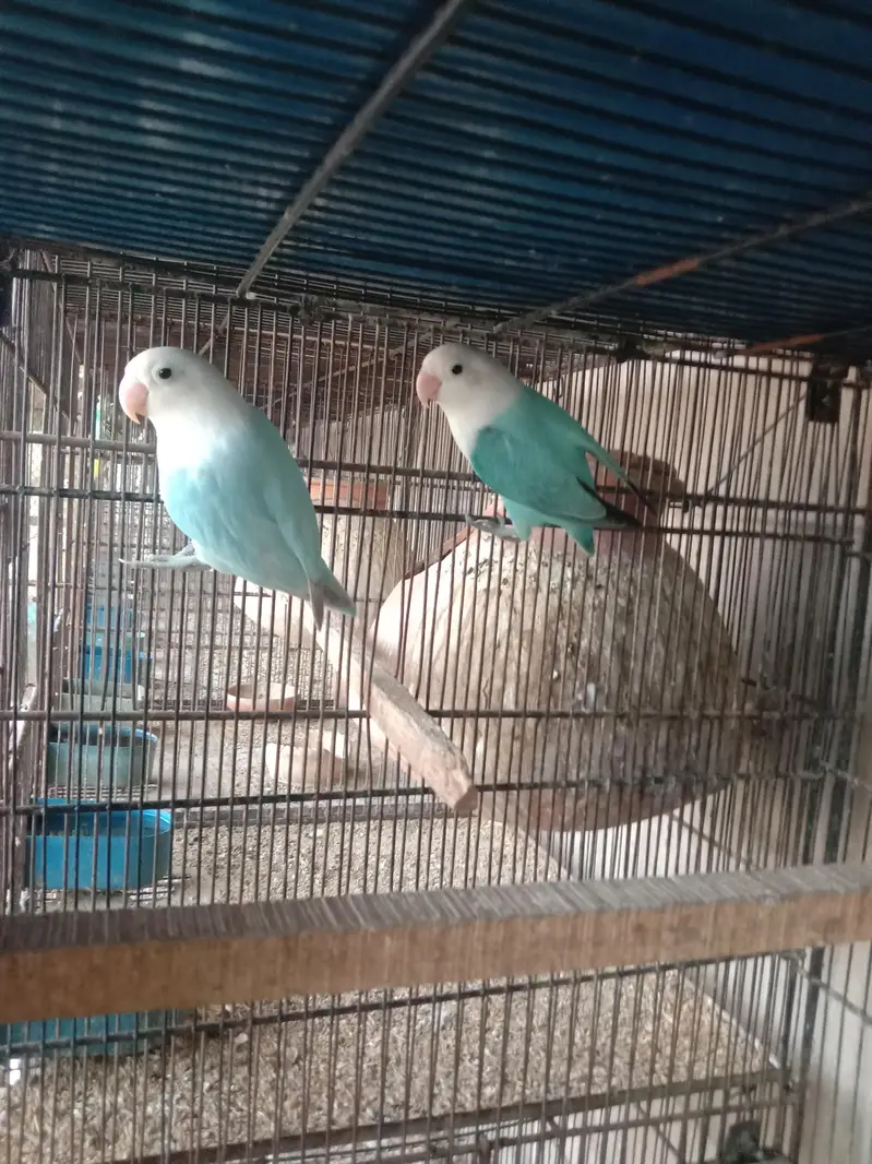 Parblue online — photo 4