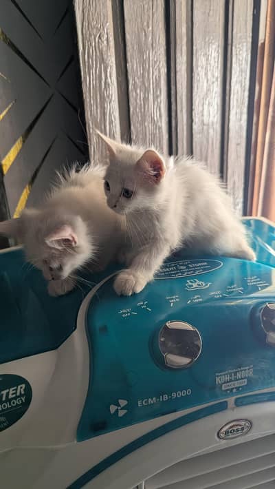 White kitten female