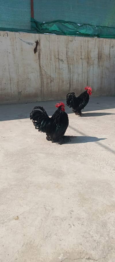Beauty Black Cochin Male