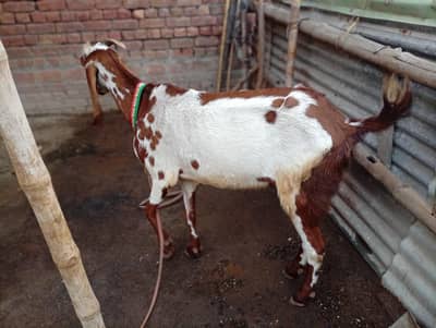 dhudh wali bakri sath ak female bachi for sale
