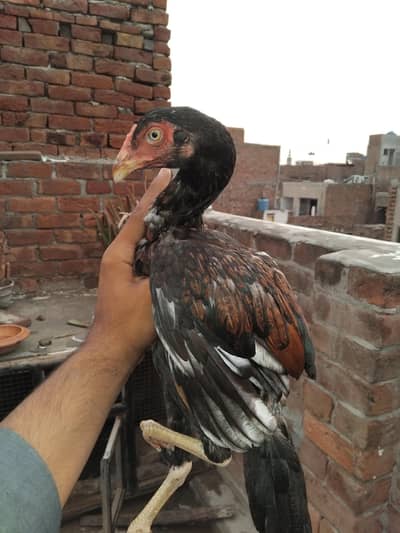 sir murg