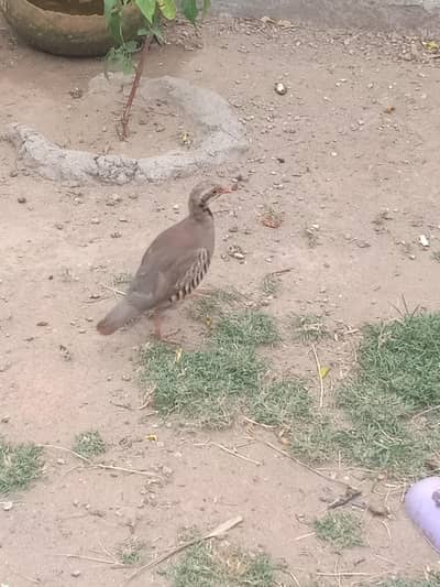 chakor beautiful healthy and active