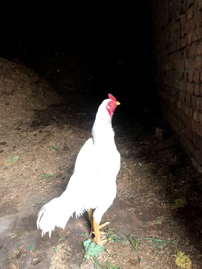 Breeder Aseel Heera Male