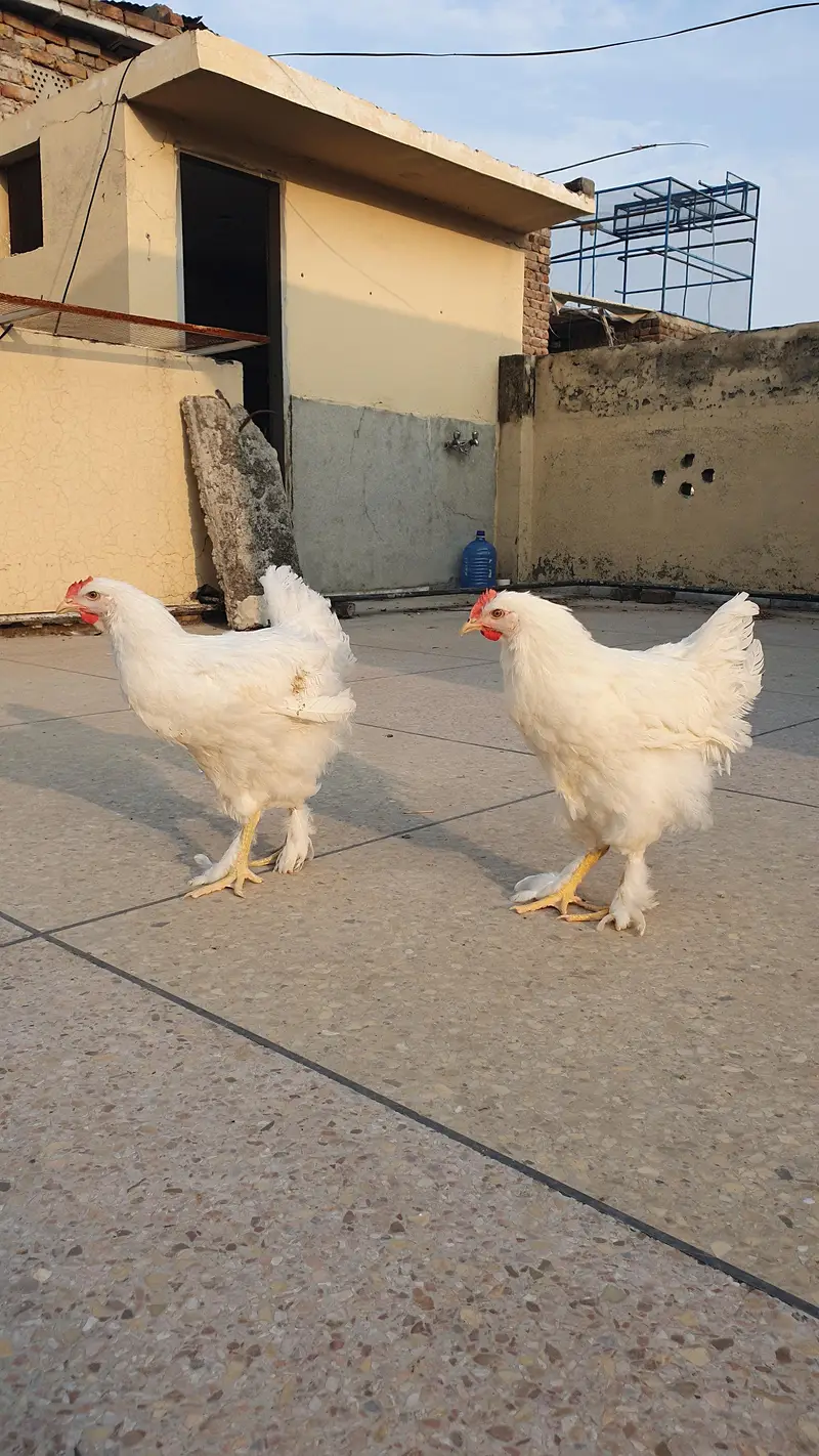 white heavy buff — photo 3