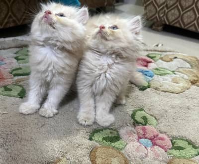 Persian kittens Punch face Healthy playful and fluffy