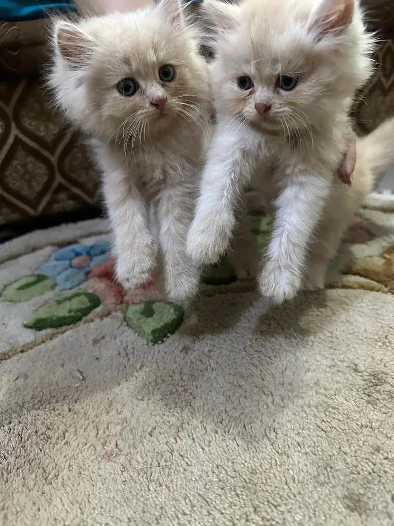 Persian kittens Punch face Healthy playful and fluffy — photo 2