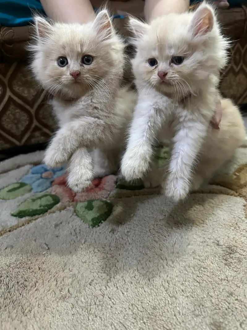 Persian kittens Punch face Healthy playful and fluffy — photo 3