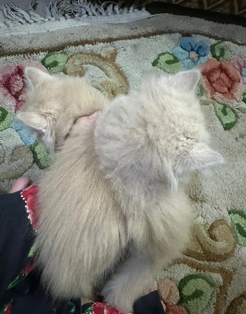 Persian kittens Punch face Healthy playful and fluffy — photo 4