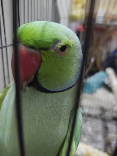 Green Parrot For Sale Urgent Rs: 15,000/=