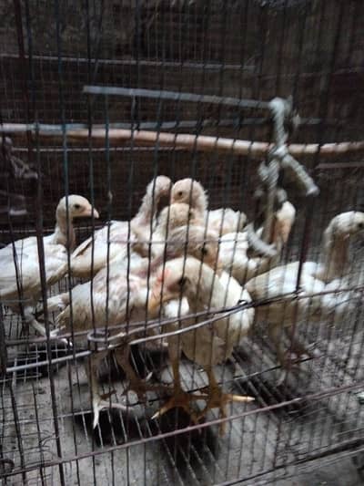 Heera  chick's for sale