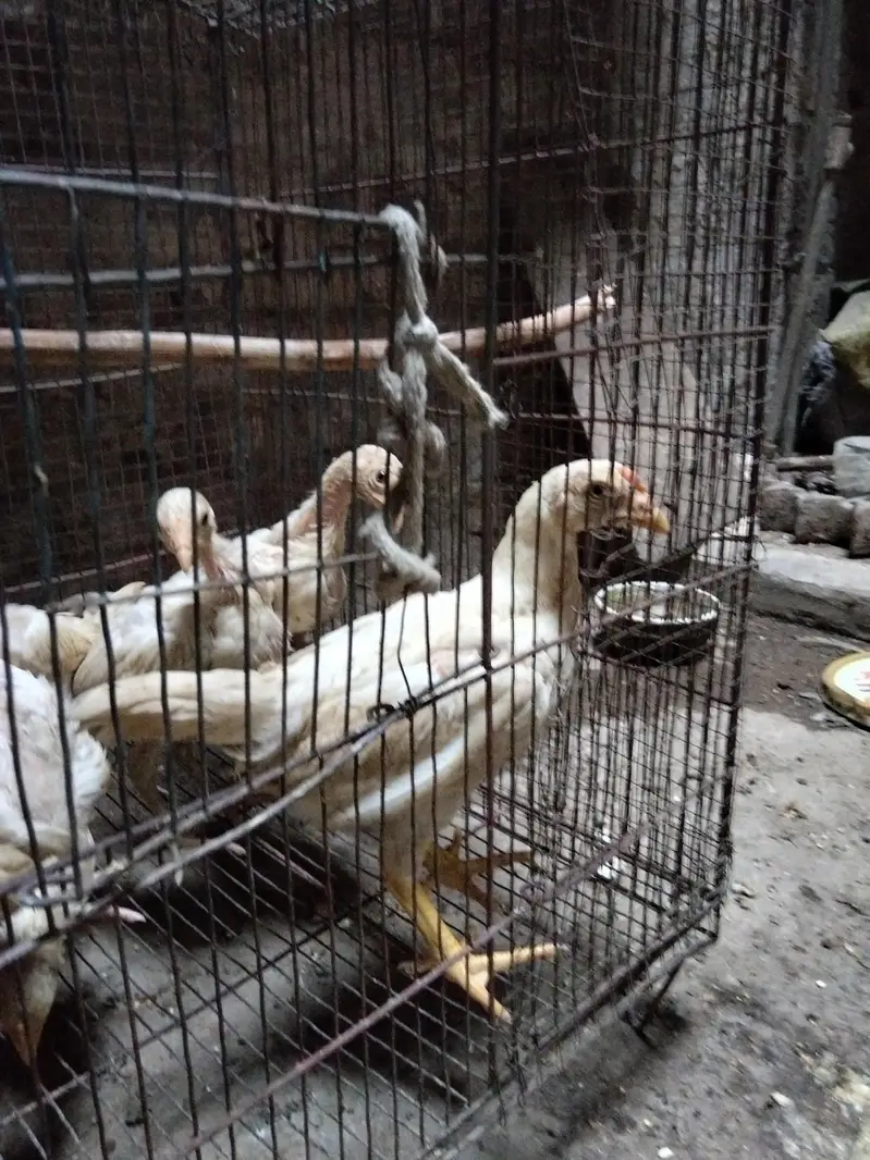 Heera  chick's for sale — photo 2