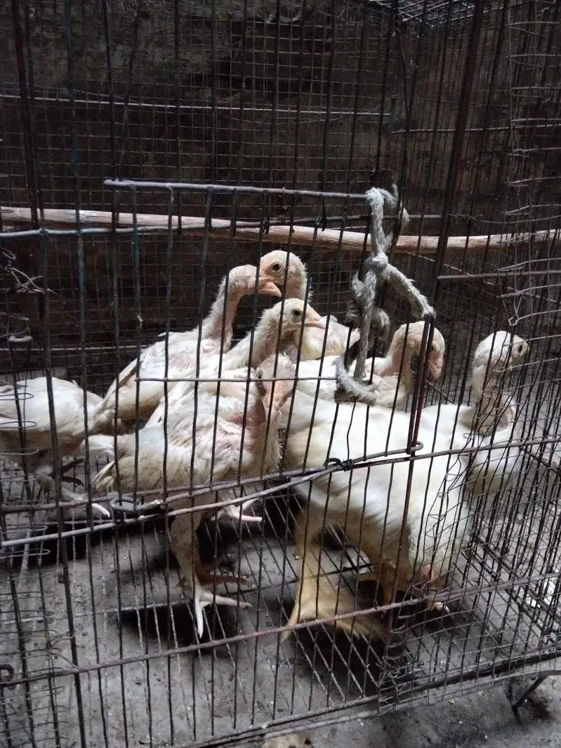 Heera  chick's for sale — photo 3