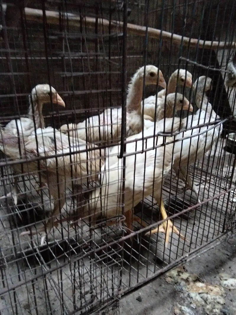 Heera  chick's for sale — photo 4