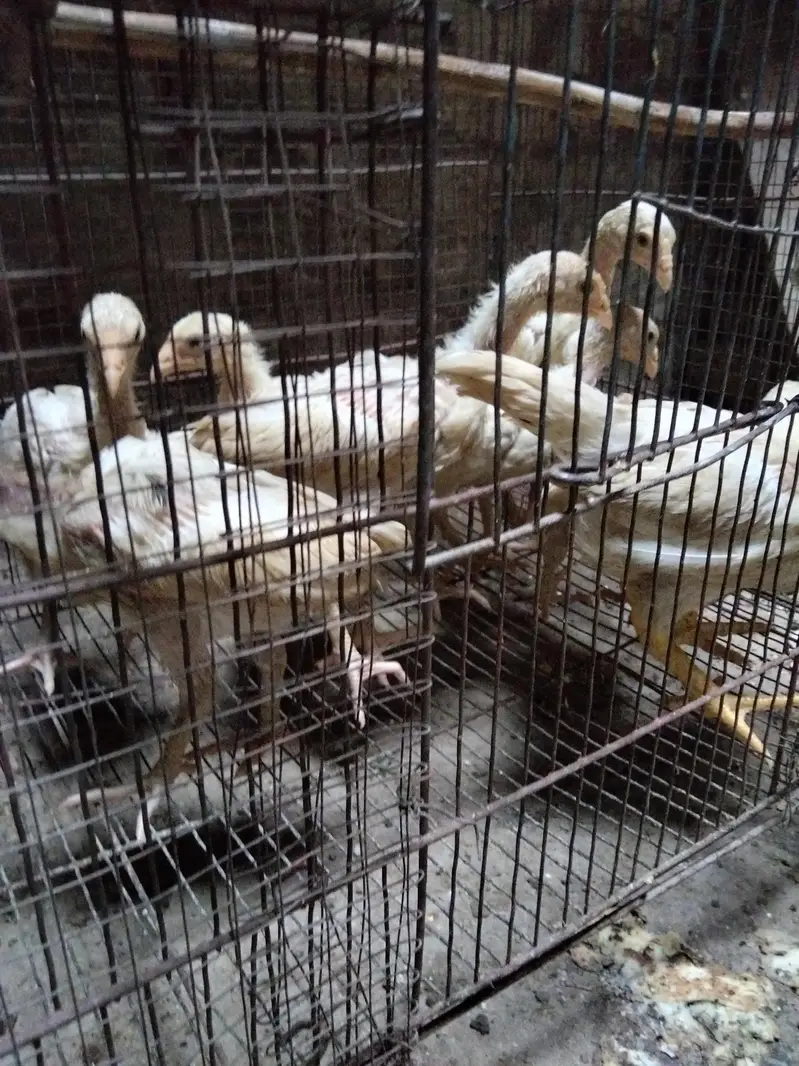 Heera  chick's for sale — photo 5