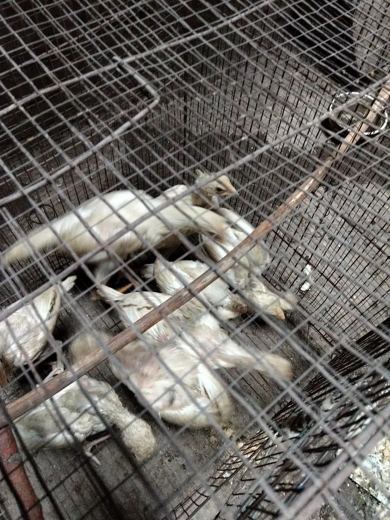Heera  chick's for sale — photo 6