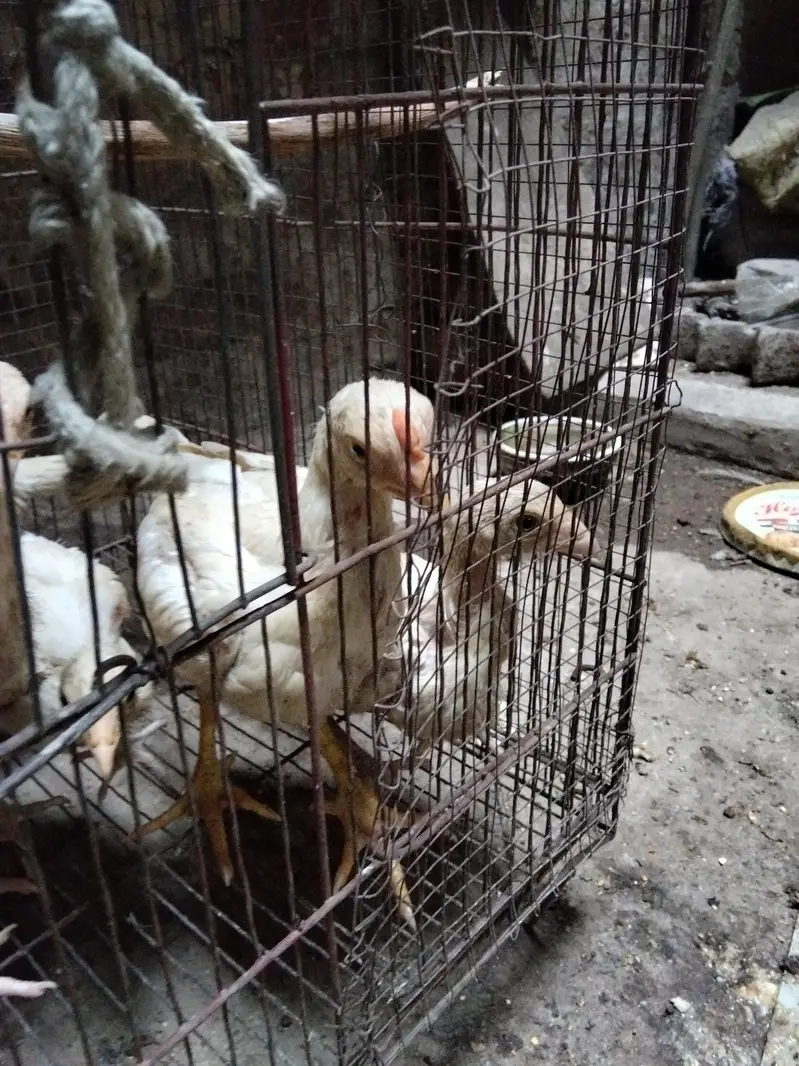 Heera  chick's for sale — photo 7