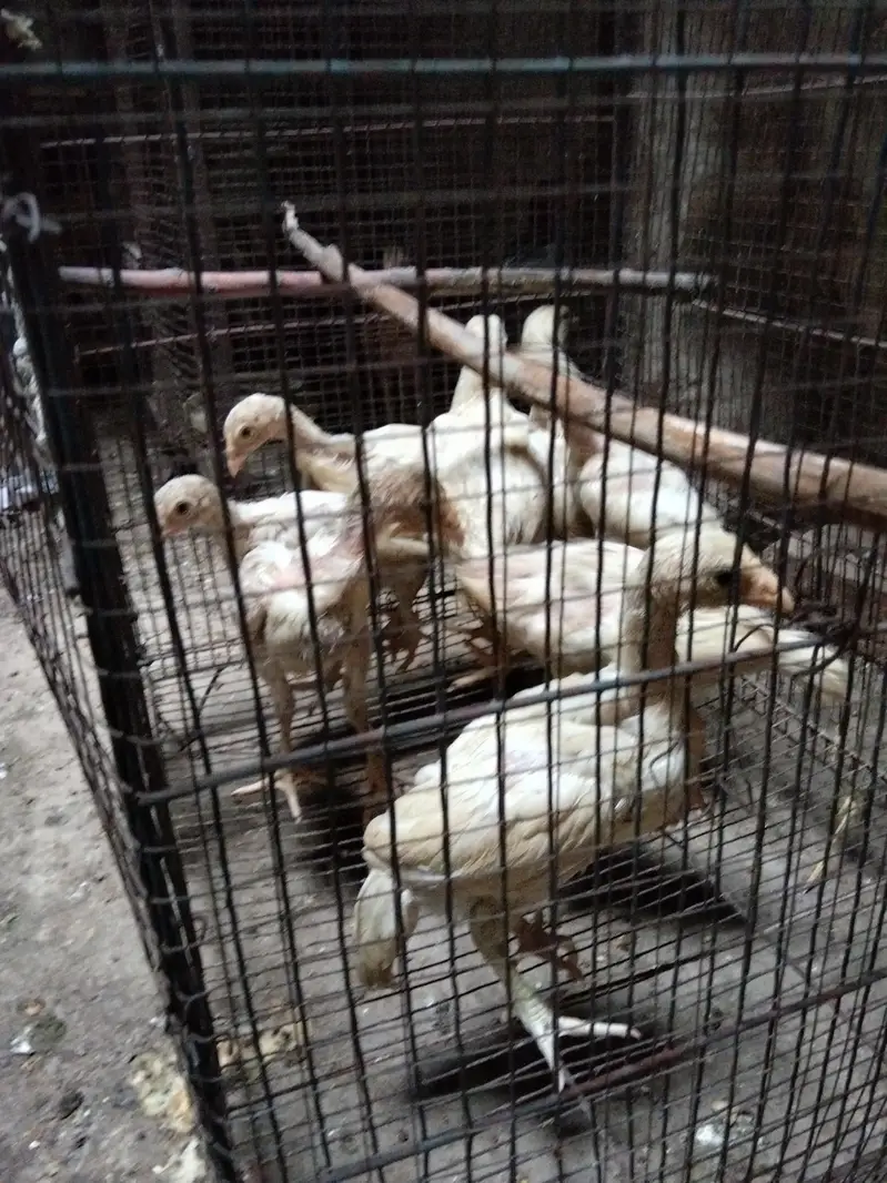 Heera  chick's for sale — photo 8