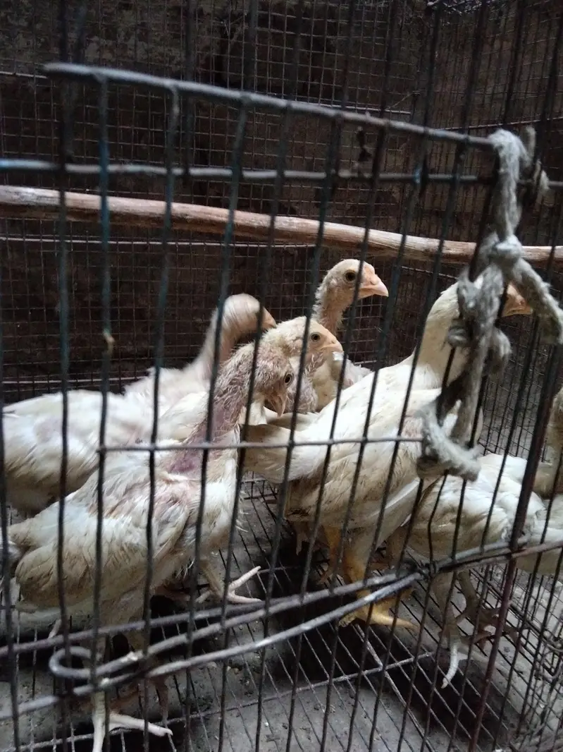Heera  chick's for sale — photo 9