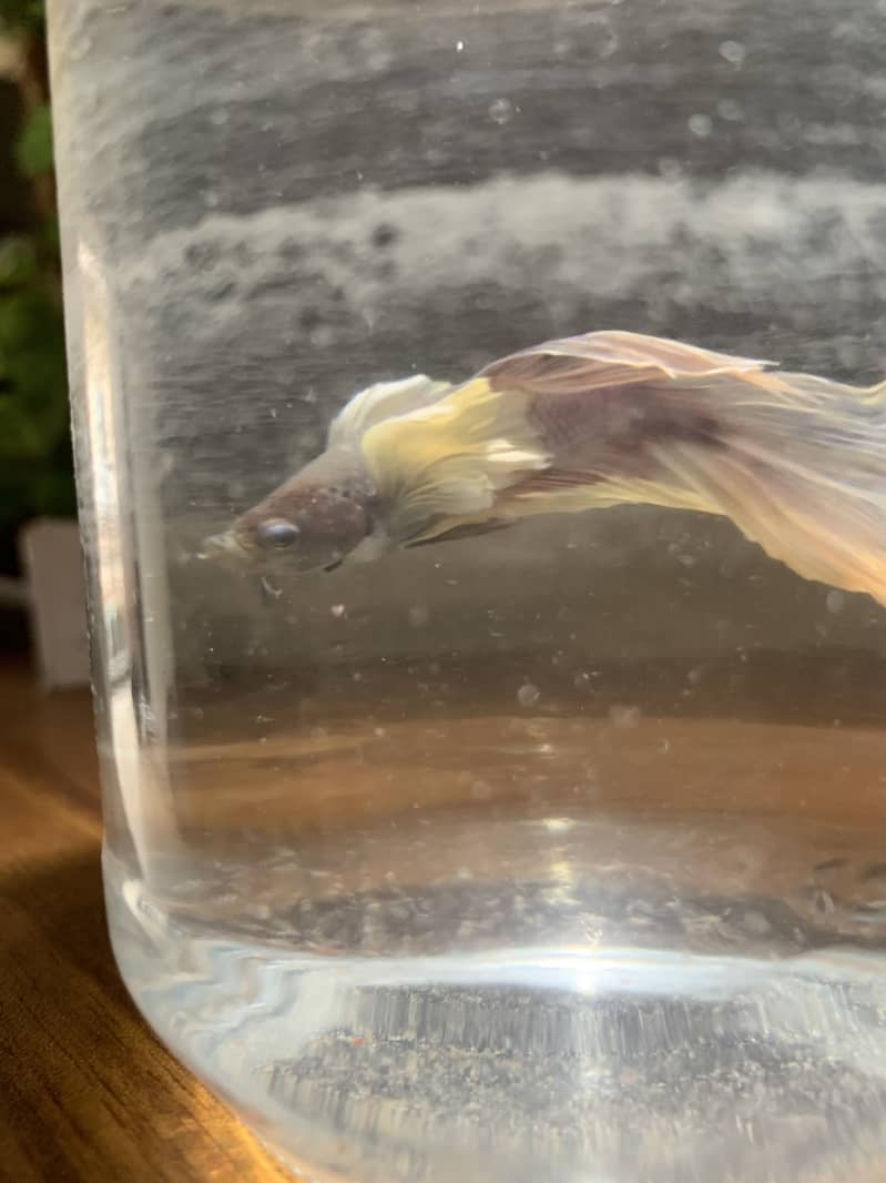 Dumbo ear Betta fish 2