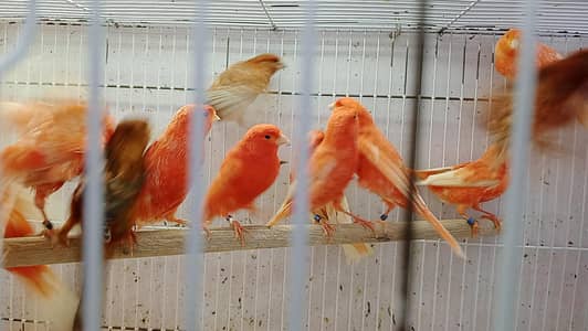 Red factor singing canary pairs