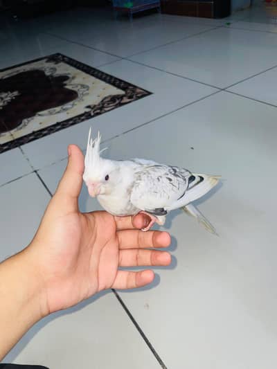 cocktail hand tame baby parrot