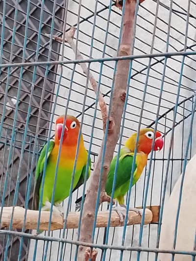love bird pair for sale
