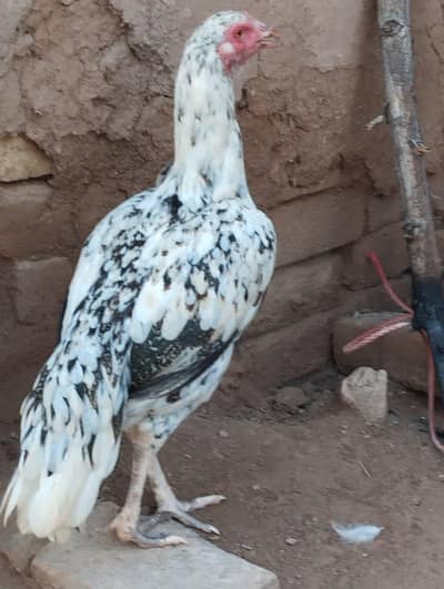 Hens available