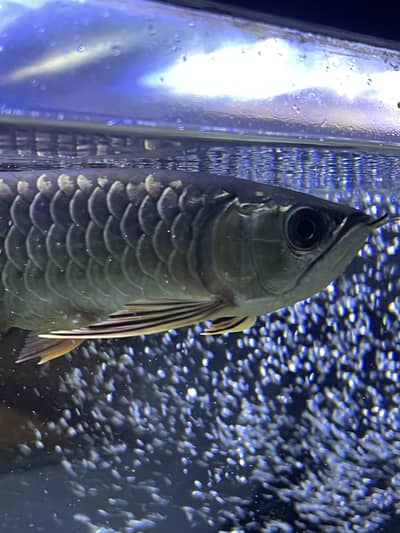 24kt Golden Blue Base arowana