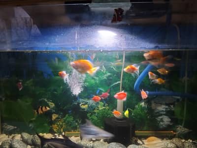 8 flourecent tetras and 10 zebra danios
