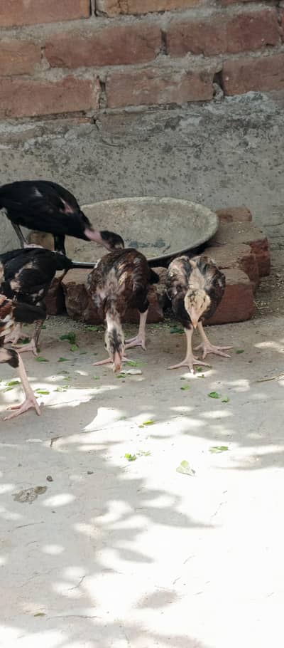 lasani chick  3 month for sale