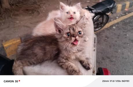 persian kitten s for sale