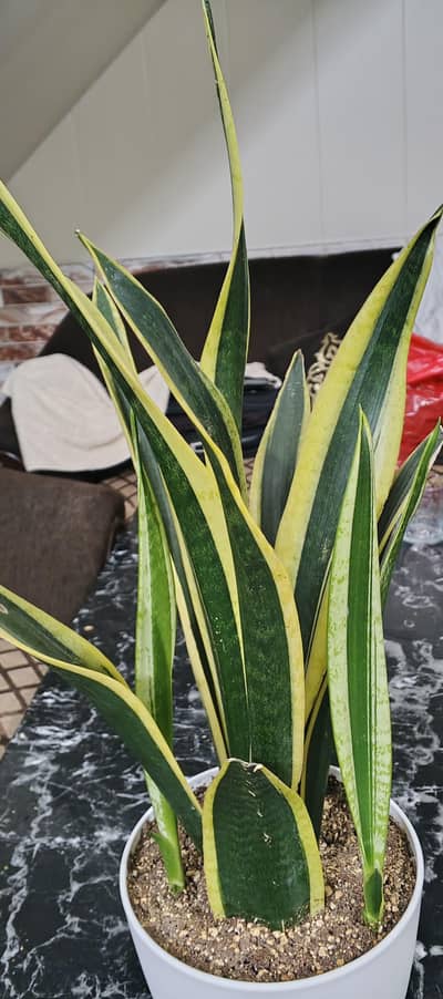 Sansevieria Black Gold Snake Plant – Live Indoor Plant in 6 inch Pot