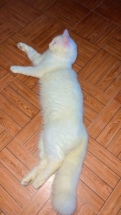 Persian