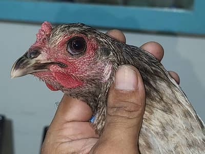 ice blue Thai dragon aseel hen at attractive price (03228809948)