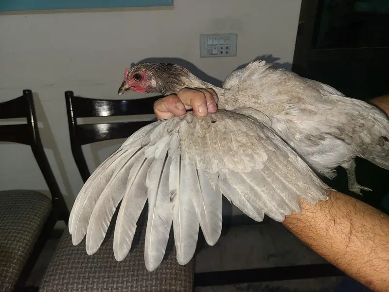 ice blue Thai dragon aseel hen at attractive price (03228809948) — photo 2