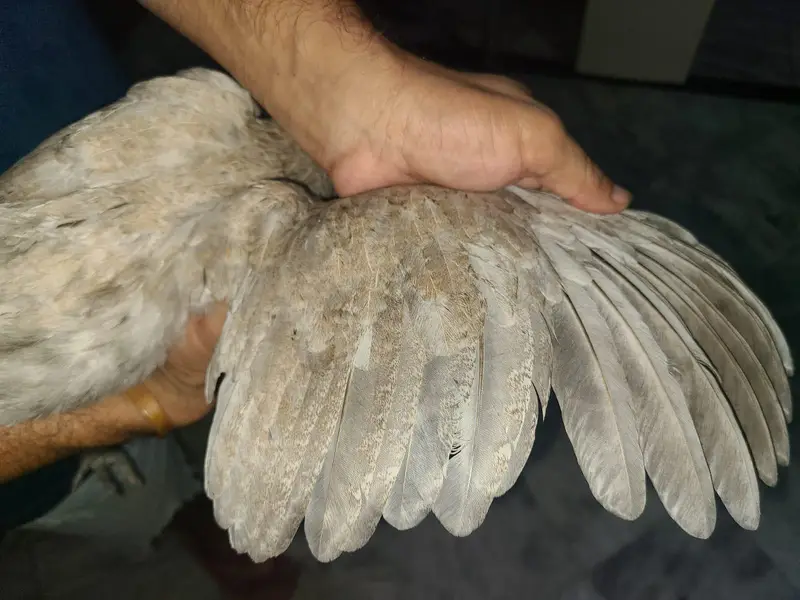 ice blue Thai dragon aseel hen at attractive price (03228809948) — photo 3