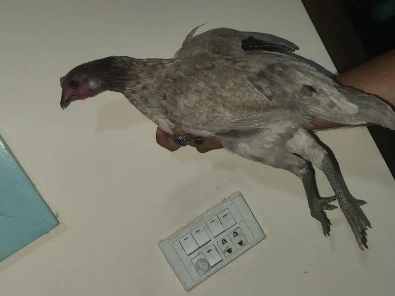 ice blue Thai dragon aseel hen at attractive price (03228809948) — photo 4