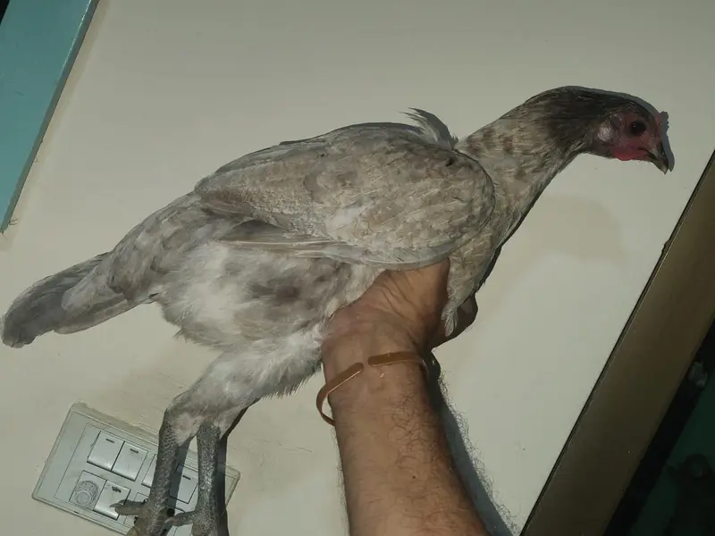 ice blue Thai dragon aseel hen at attractive price (03228809948) — photo 5