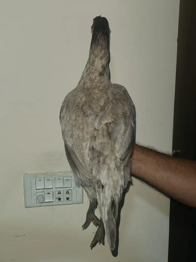 ice blue Thai dragon aseel hen at attractive price (03228809948) — photo 6
