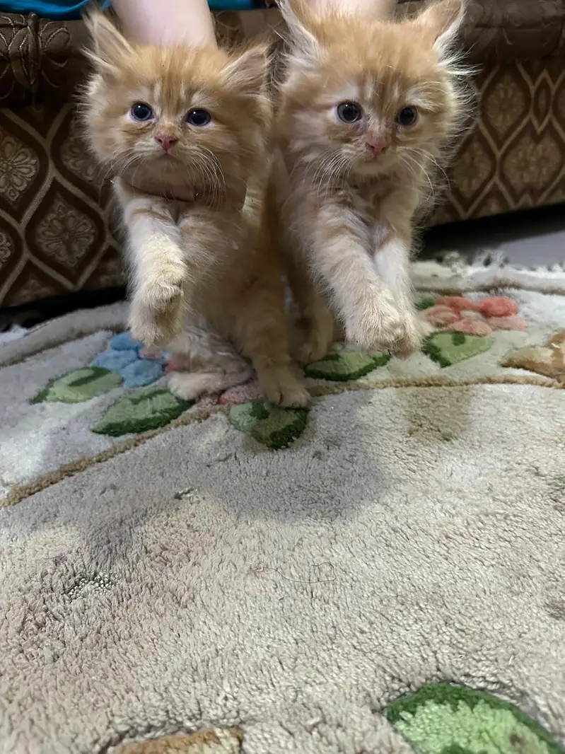 Persian kittens Punch face Healthy playful and fluffy — photo 5