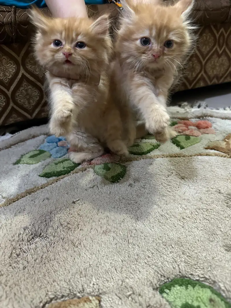 Persian kittens Punch face Healthy playful and fluffy — photo 6