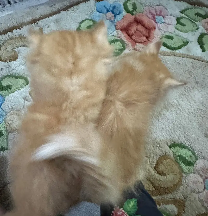 Persian kittens Punch face Healthy playful and fluffy — photo 7