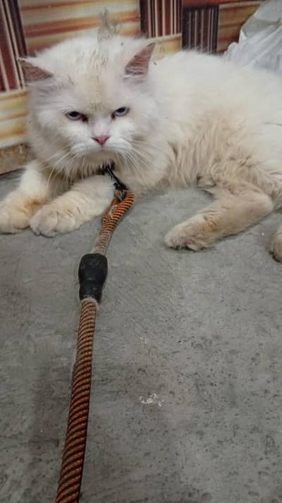 persian cat for sale 03426711487