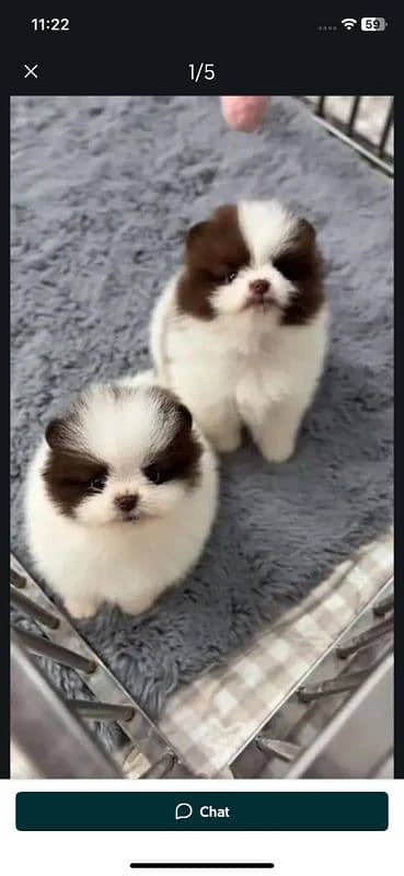 Pomeranian helthy and active puppies dog for sale